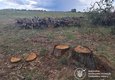 Масштабна вирубка: Потіївська сільська рада має відшкодувати державі 2,5 млн грн за вирубку 122 дерев
